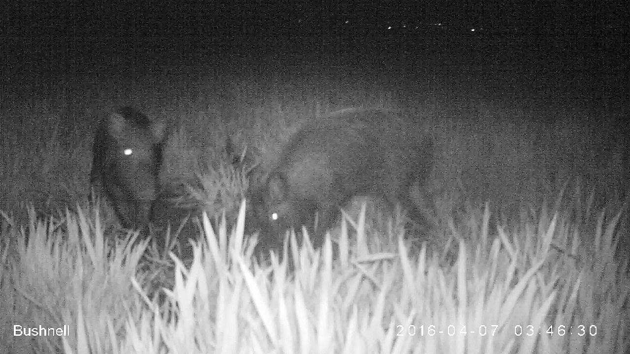 Sangliers_7_avril_2016