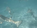 Requins Rangiroa