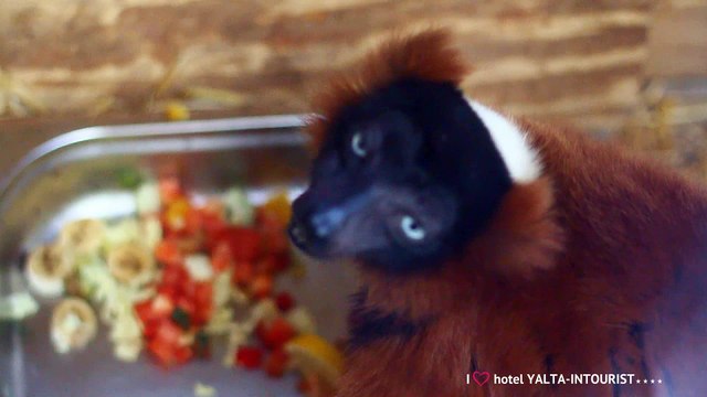 Зверополис в Крыму. Красный лемур с острова Мадагаскар, живет в зоопарке отеля «Ялта-Интурист»