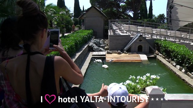 Зверополис в Крыму. Удивительные черношейные лебеди живут в отеле «Ялта-Интурист»