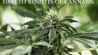 Top 5 Health Benefits Of Marijuana