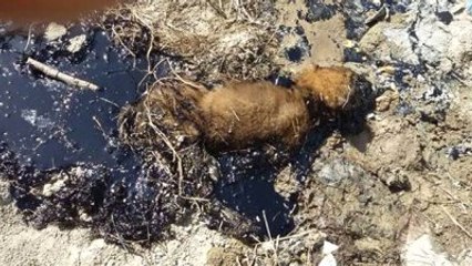 Zifte Yapışan Köpeği İtfaiye Ekibi Kurtardı