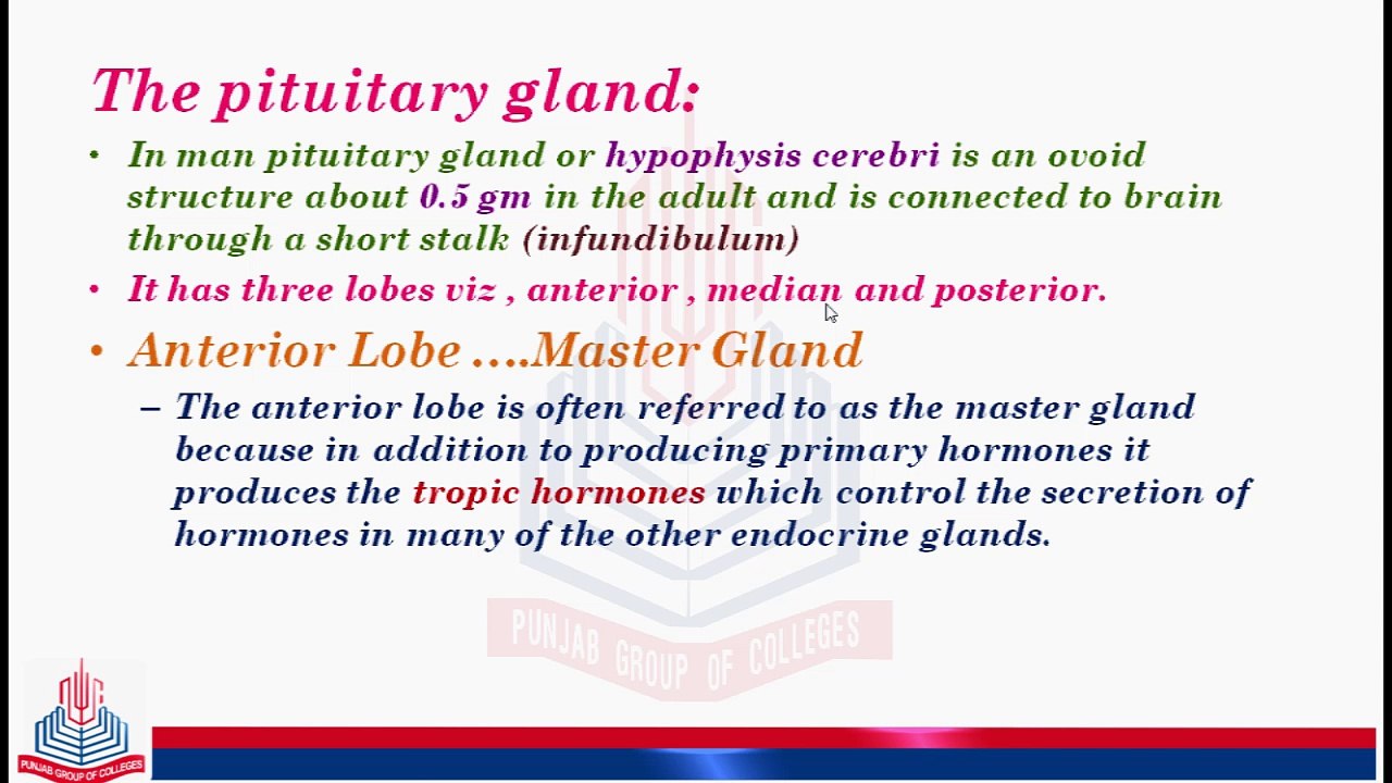 Endocrine Glands of Mammals Hormones ( The Pituitary glands  ) and The Hypothalamus ...Pituitary Connection