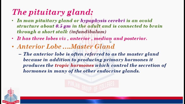 Endocrine Glands of Mammals Hormones ( The Pituitary glands ) and The Hypothalamus ...Pituitary Connection