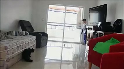 Best Cat Goalkeeper You will Ever See