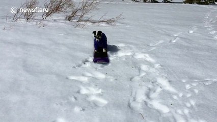 Snowboarding Jack Russell hits the slopes
