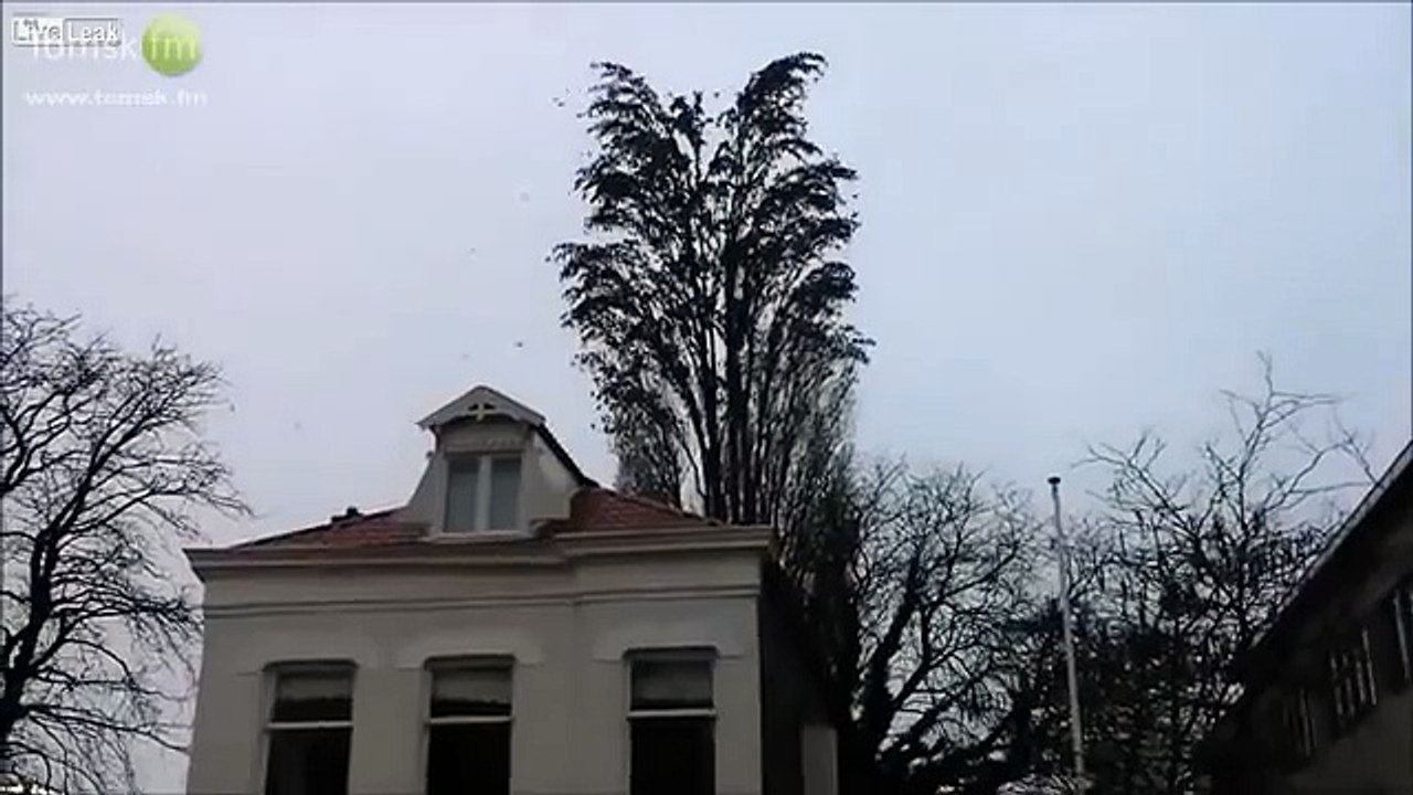 WWW.IZLEVIDEO.NET-птицы на дерево