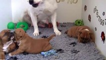 29ème vidéo Maman et ses petits chiot de race staffordshire bull terrier de STAFFORDLAND