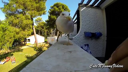 Cute and Funny Seagull Videos Compilation 2016 ( Part 2  )