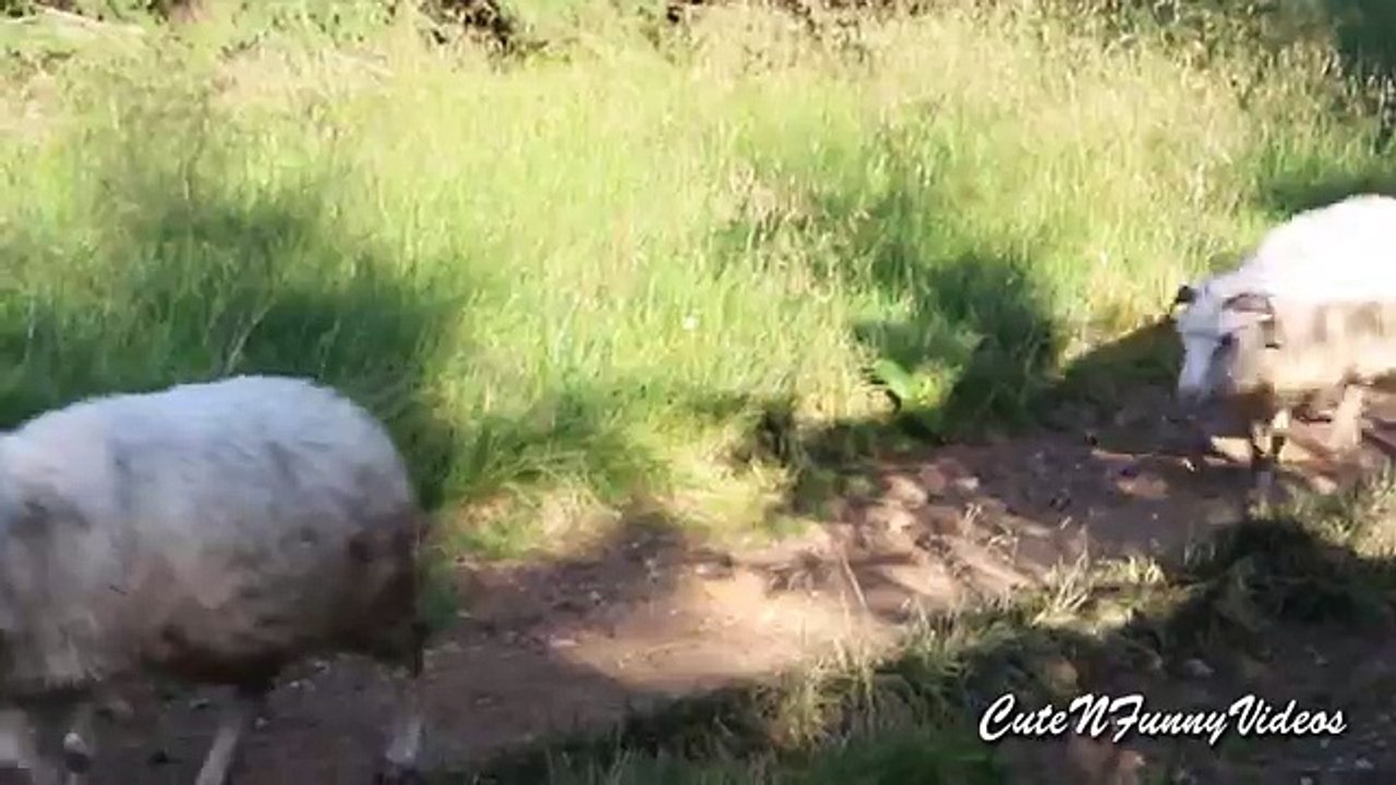 Funny bunny video 2016