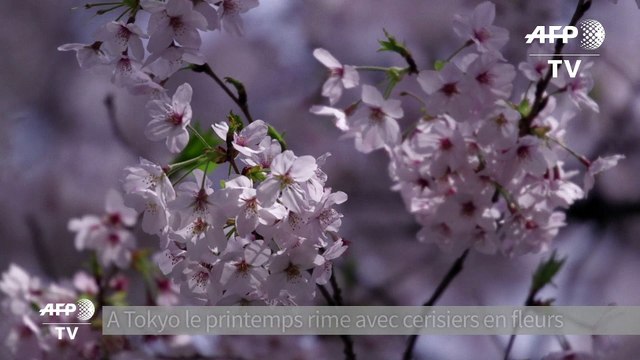 Les cerisiers sont en fleurs au Japon