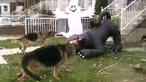 2 German shepherds attacking a Halloween cat