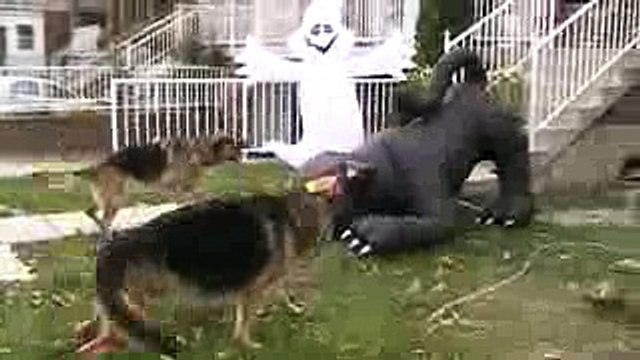 2 German shepherds attacking a Halloween cat