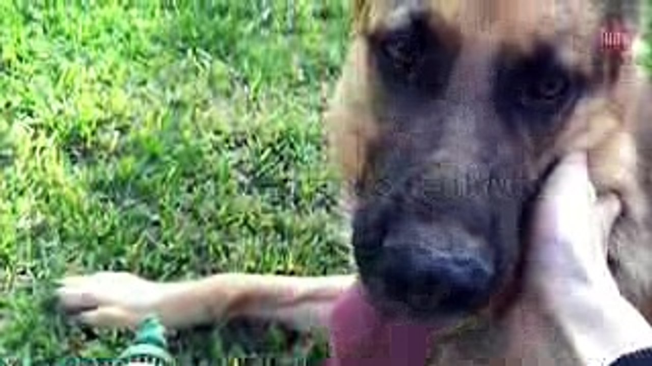 Dog German Shepherd Slowmotion - Play & attack 240fps