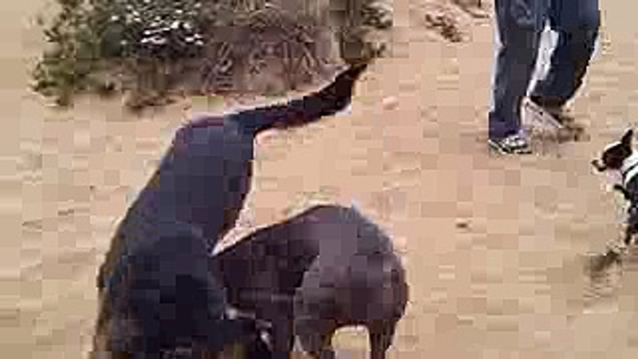 GERMAN SHEPHERD & PIT BULL FIGHT AT SF BEACH