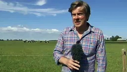 Cows playing with a ball