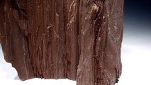 Large Triassic Anatomically Petrified Tree Log Covered in Drusy Crystals - Item #PL050