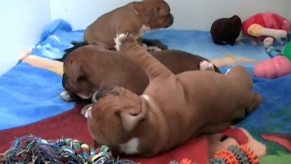 34ème vidéo Chiot n° 4 Femelle de la 24ème portée de STAFFORDLAND