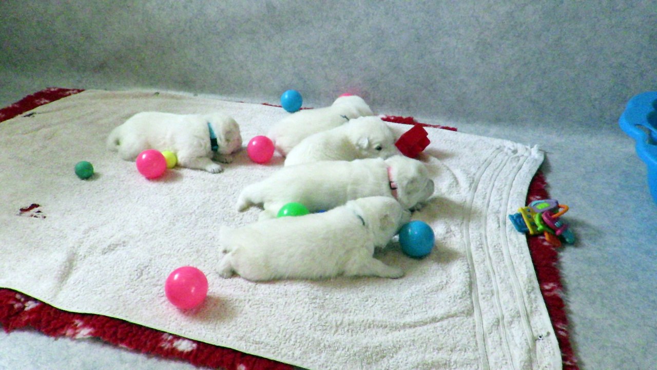 Les chiots de Gaia à 2 semaines