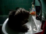 Lustige Katze im Waschbecken