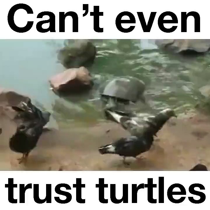 Do not trust the tortoise
