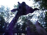 2008.09.20-31 Claws n Paws Petting Zoo - Giraffe