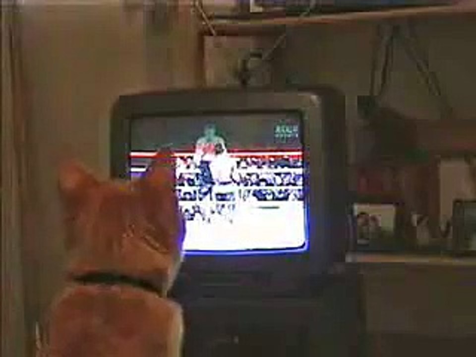 he think he is a boxer