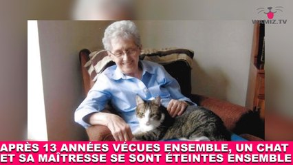 Après 13 années vécues ensemble, un chat et sa maîtresse se sont éteintes ensemble. L'histoire dans la minute chat #182