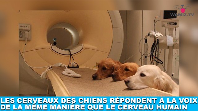 Les cerveaux des chiens répondent à la voix de la même manière que le cerveau humain ! Plus d'infos dans la minute chien #182