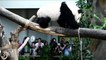 Malaisie: Un zoo nomme son bébé panda Nuan Nuan