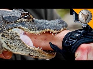 AMERICAN ALLIGATOR BITE! 2016