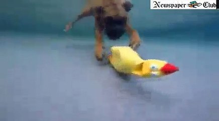 Dogs Crazy For Toys