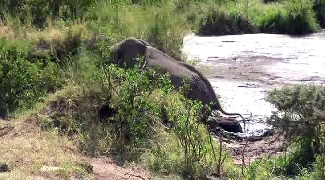 Migration et autres énervés...