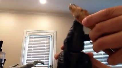 T. rex and Indominus Rex vs Godzilla