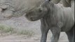 Arrivée d'un bbé rhinocéros au zoo de San Diego