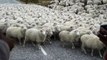 NZ Sheep bru!