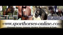 www.sporthorses-online.com 2009 Hanoverian dressage prospect