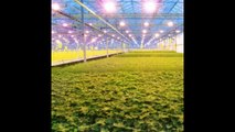 Sandalwood 300W Dual Mode LED Grow Light for Hydroponic Garden and Greenhouse Use   Dual Grow  Bloom