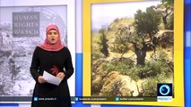 Israeli cuts 47 Palestinian olive saplings in East Jerusalem