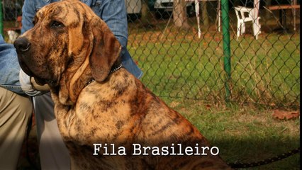 10 Most Dangerous Dog Breeds in World | Part 2