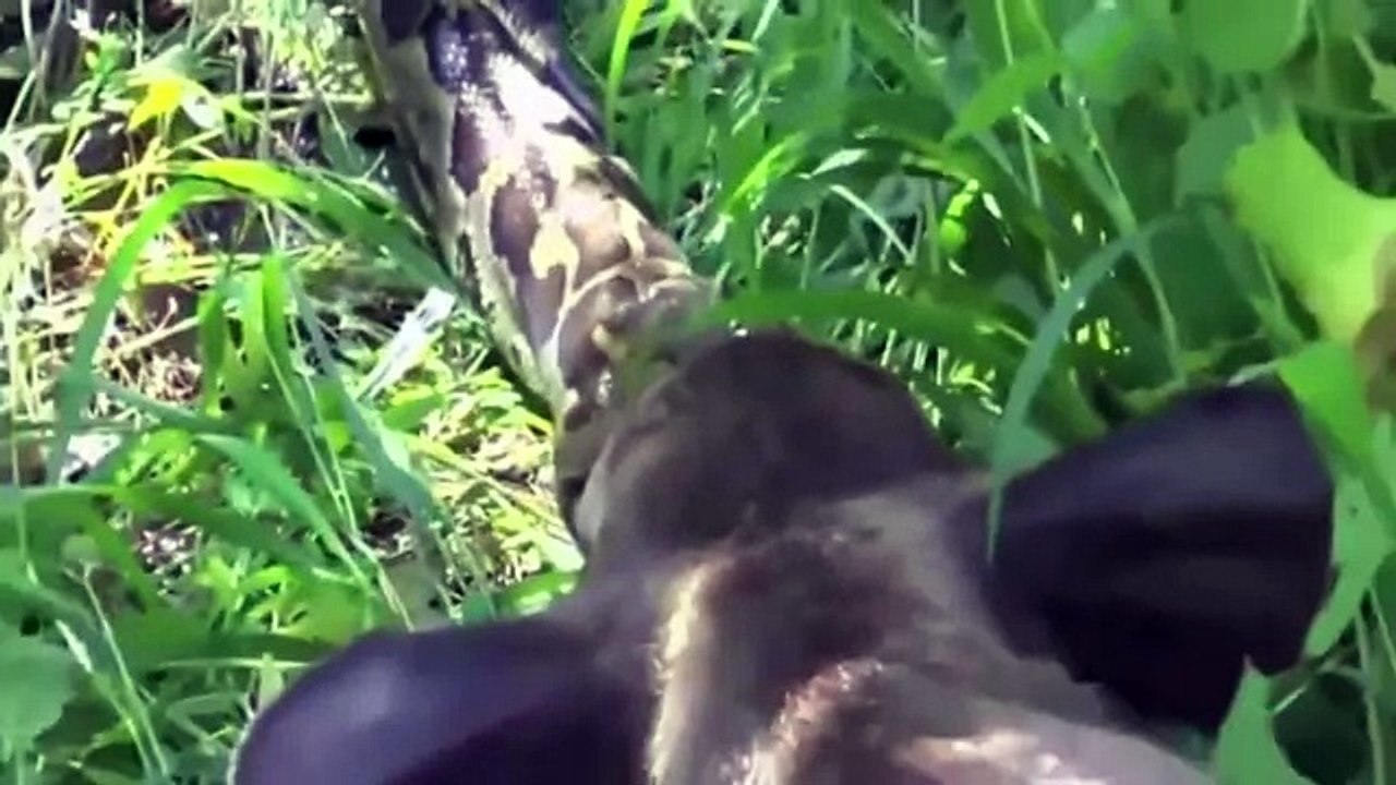 Wild Animals Attack Complication SE2- 2016