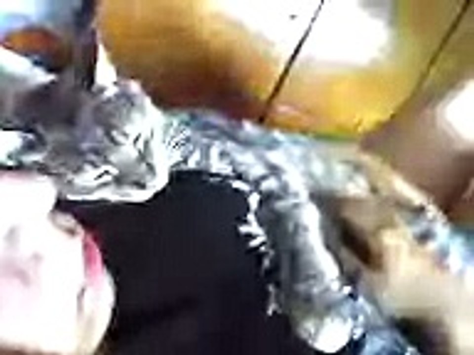 Mi gata Greacy