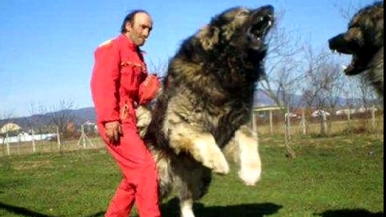 Pastore Del Caucaso Vs Orso Video