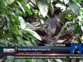 Bercengkrama dengan Biawak Liar di Pantai Papuma