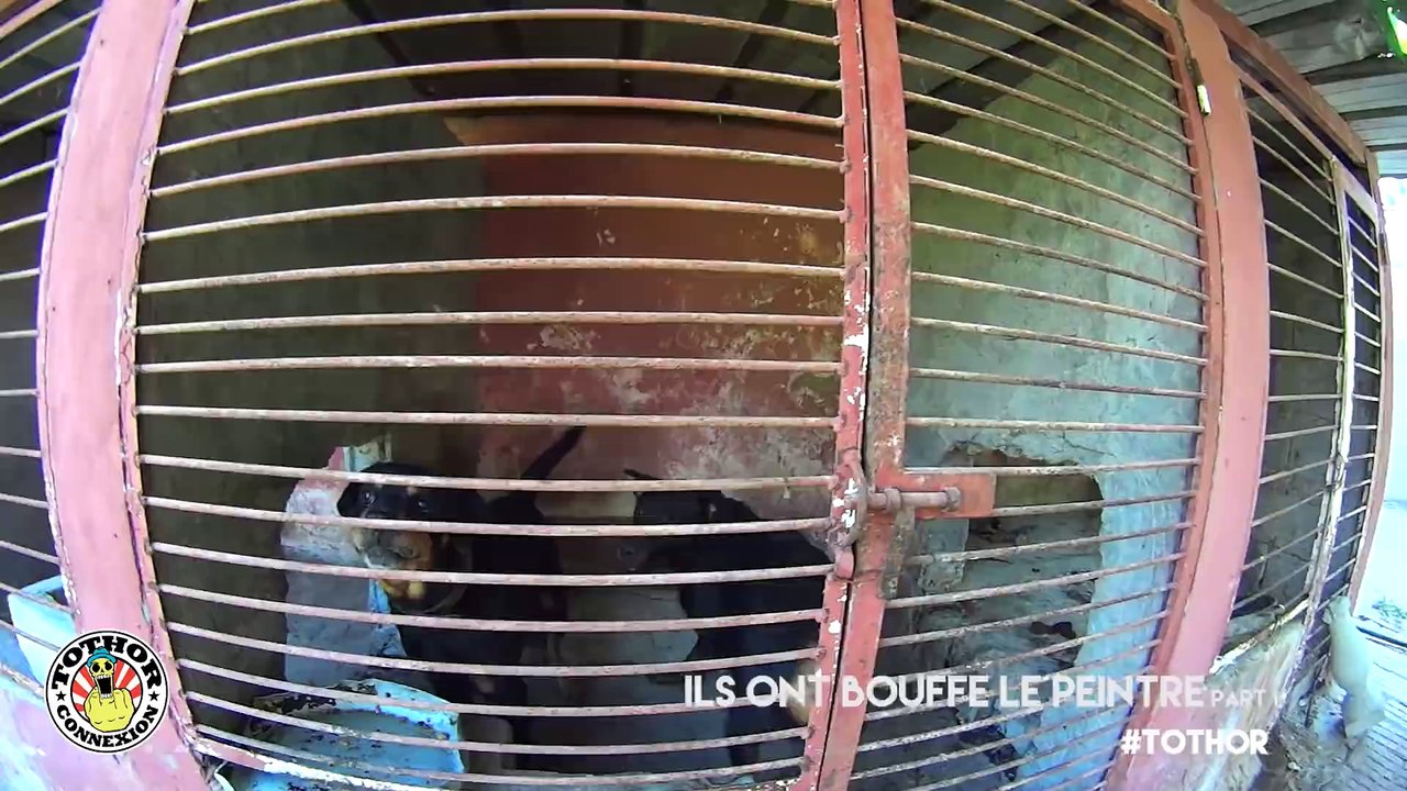 Tothor - Ses chiens de garde bouffent son invité