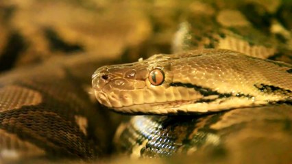 Image Of Two Snakes Who Died In Electrical Box Goes Viral