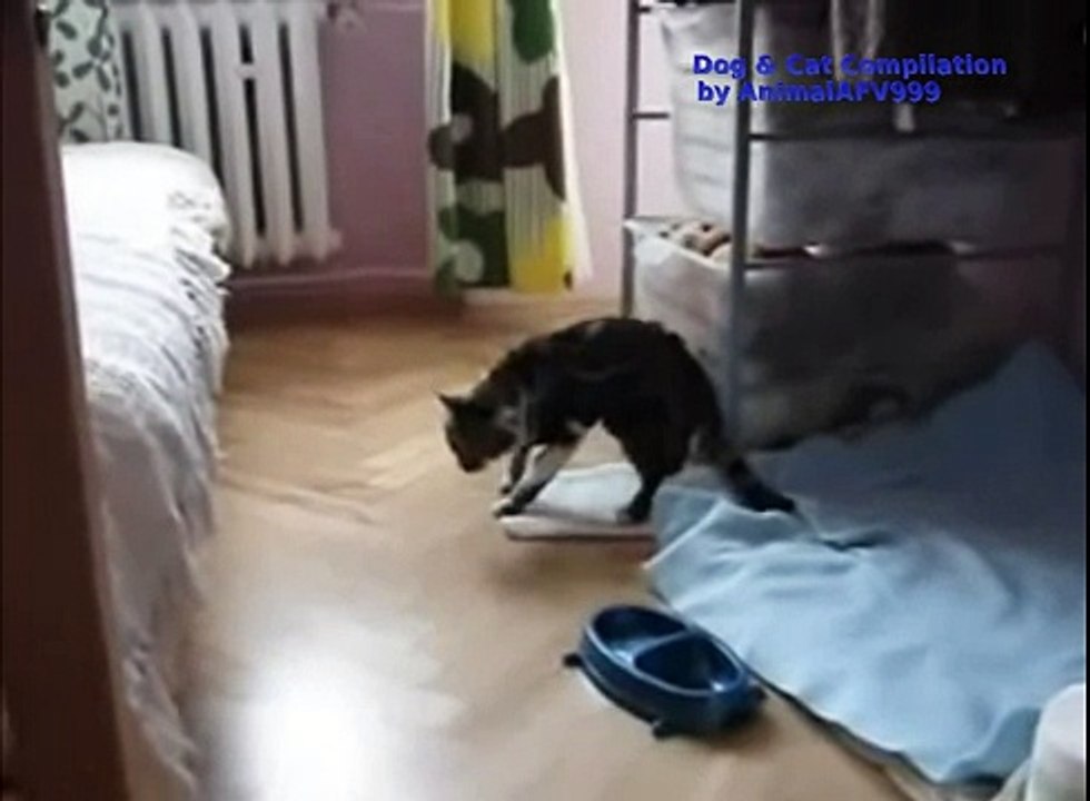 ★ Dog & Cat Compilation (funny videos!)
