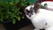 Cute Bunny Rabbit Eating Fresh Vegetables