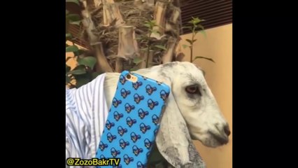 افضل المشاهد مالقاطع المضحكة لسنة 2016 على الاطلاق