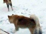 Akita Inu IKIRU i ISHI 6 miesiecy